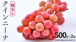 クインニーナ 約500g×約2房【2026年8月より発送開始】（茨城県共通返礼品 [ぶどう]：結城市産） ぶどう ブドウ 葡萄 果物 フルーツ 茨城県産 [BI425-NT]