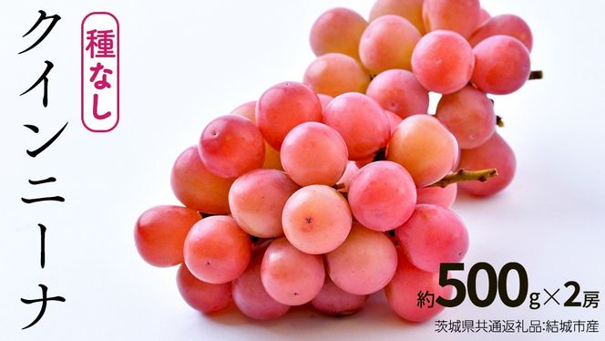 クインニーナ 約500g×約2房【2026年8月より発送開始】（茨城県共通返礼品 [ぶどう]：結城市産） ぶどう ブドウ 葡萄 果物 フルーツ 茨城県産 [BI425-NT]
