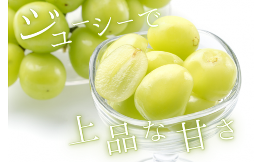 シャインマスカット 約500g / ぶどう ギフト 贈答 旬 フルーツ 果物 和歌山 紀美野町産 9月 ※2026年9月上旬～順次発送【frt512-r-0d5】