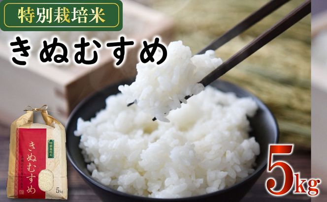 新米 米 きぬむすめ 5kg 農家直送 特別栽培米 精米 令和7年度産 お米 新生活 贈り物 人気米 ご飯 白米 コメ 贈答 静岡県 藤枝市