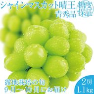 2026年 先行予約受付中 シャインマスカット晴王 2房 約1.1kg 岡山県産 種無し 皮ごと食べる みずみずしい 甘い フレッシュ 瀬戸内 晴れの国 おかやま 果物大国 ハレノフルーツ [№5735-2157]