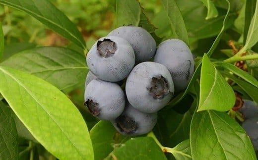 【無農薬有機栽培ブルーベリー使用】　宮沢賢治の里　いわて　ブルーベリーはちみつ 【520】