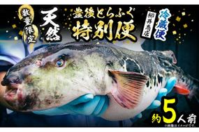 数量限定！豊後水道 天然とらふぐ 特別便 (約5人前) ふぐ フグ とらふぐ ヒレ 皮 アラ てっちり鍋 鍋 ふぐ唐揚げ ふぐ刺し フグ刺し 刺身 鮮魚 冷蔵 国産【AB104】【柳井商店】