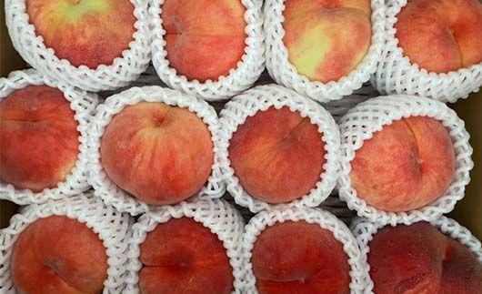 FYN9-732 ≪2026年先行予約≫ ご家庭用 9月発送 山形県産 品種おまかせ 白桃 約3kg(7～13玉) 2026年9月上旬から順次発送 硬い はくとう 桃 もも モモ 果物 くだもの 夏果実 フルーツ 訳あり 農業者支援 家庭用 自宅用 産地直送 山形県 西川町 月山