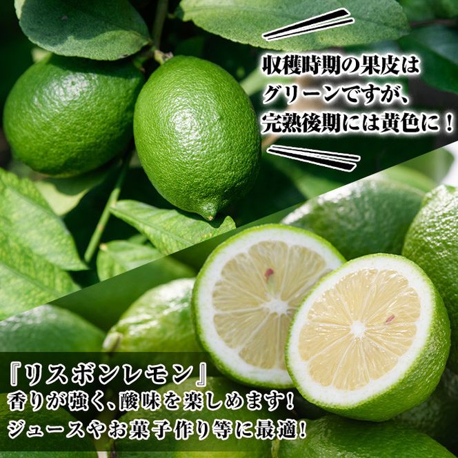 ＜先行予約受付中！2026年9月以降順次発送予定＞数量限定！リスボングリーンレモン(5kg)国産 果実 果物 リスボンレモン フルーツ 檸檬 柑橘 デザート 期間限定【桐野柑橘株式会社】akn070-14