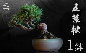 樹心園 五葉松 盆栽《30日以内に出荷予定(土日祝除く)》ごようまつ 盆栽作家 徳永功---sn_kgkrgoym_30d_r7_60000_1p---