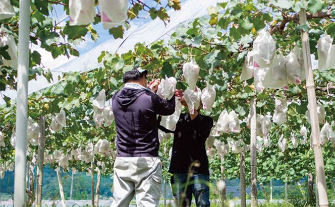 厳選 シャインマスカット・ニューピオーネ 2～3房 合計1.5kg以上 詰合せ 産地直送 朝採れ ぶどう 葡萄 Kawahara Green Farm 岡山県産 2026年 先行予約