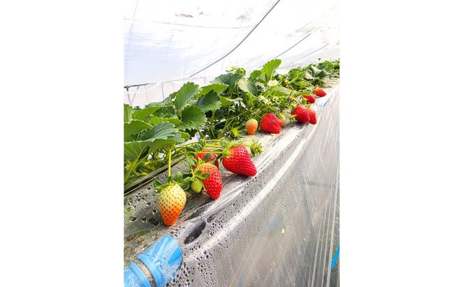 【先行予約】厳選いちご（やよいひめ）8粒と創作和紙人形セット【2027年2月発送】 313726_CX001