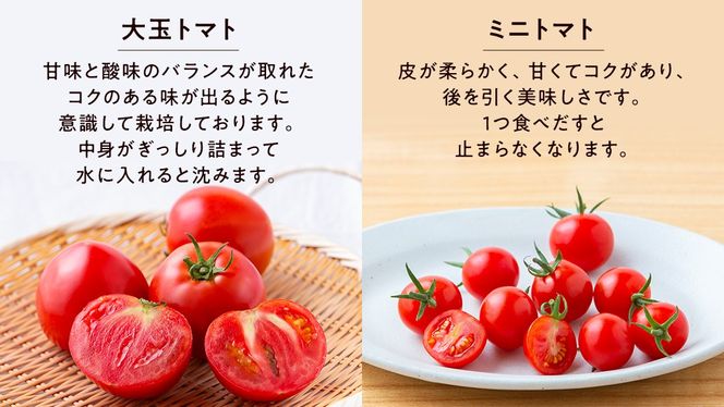【 2026年 収穫分 先行予約 】 -太陽の味- 渋谷トマト 大玉トマト・ミニトマト詰め合わせ 約2kg 2026年1月5日～発送開始 トマト ミニトマト 茨城 産地直送 農家直送リコピン ビタミン 有機肥料 野菜 甘い 直売所 [EL04-NT]