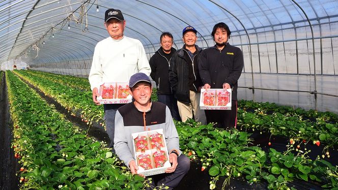 完熟 かおり野 2パック 先行予約 大粒 イチゴ 苺 いちご フルーツ 果物 [AF061ci]