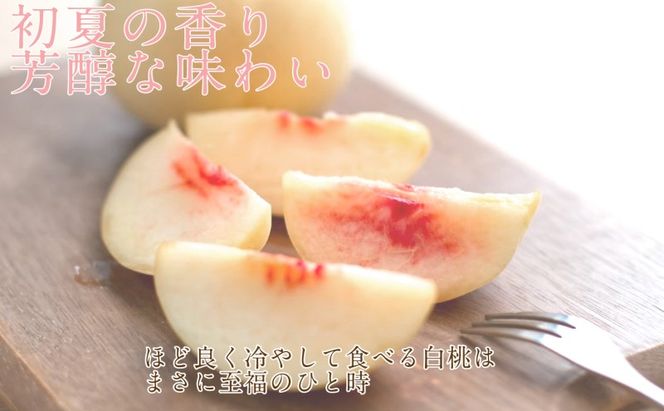 もも 2026年 先行予約 岡山匠の白桃 約2.4kg 7～9玉 犬塚農園 岡山県産 白桃 桃 モモ ギフト 初夏 みずみずしい
