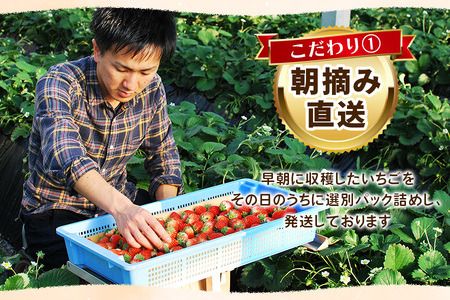 [訳あり] 完熟ふぞろい とちあいか 560g《2025年4月以降に順次発送》｜訳あり品 栃木県産 矢板市産 いちご イチゴ 苺 フルーツ 果物 産地直送 数量限定 期間限定 先行受付 [0616]