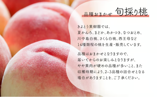 【2026年先行予約】桃も葡萄もしっかり食べたい！旬桃とシャインマスカットの満足便 (定期便) (岡山県産) / 7月9月 【KF-T061-02】