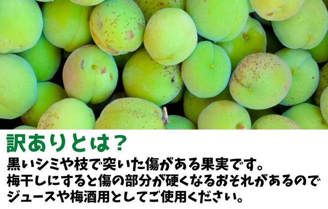 ［2026年6月上旬出荷］ 青梅 南高梅 約1kg 訳あり サイズミックス 和歌山県産 A品 梅酒作り用 梅ジュース作り用 AX394