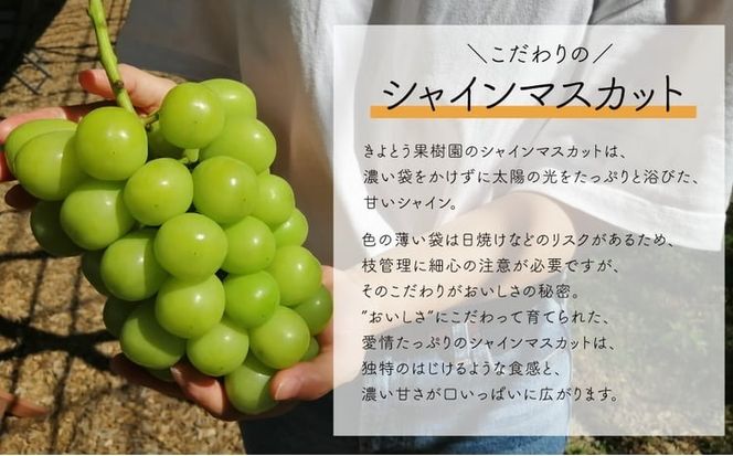 【2026年先行予約】岡山のシャインマスカットを楽しむ満足3回便！3-5房入×3回/全便計6.0kg~ (定期便)(岡山県産)【KF-T047-03】