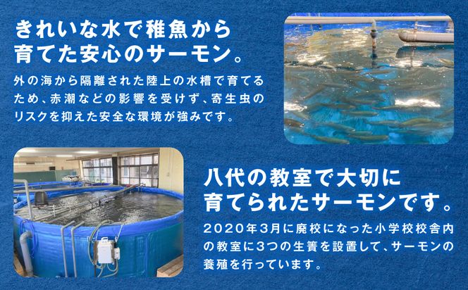 八代 教室育ちサーモン フィレ300g以上 サーモン 刺身 鮭 生食 魚 冷凍 海鮮 さけ サケ シャケ 熊本県 八代市