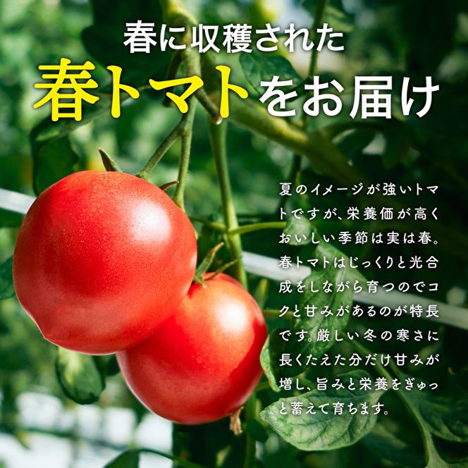 【最盛期お届け】トマト 3kg トマトの一番星 野菜 とまと 完熟 高糖度 甘い 受賞 冷蔵配送