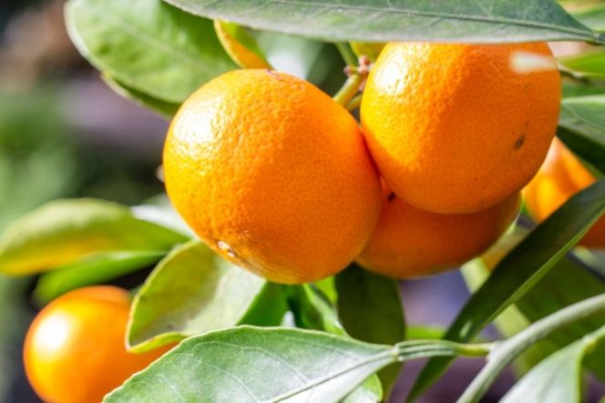 [先行予約]［濃厚・まろやか］有田産樹上越冬完熟みかん大玉約5kg（3L・4Lサイズ・秀優混合品）★2027年1月下旬頃より順次発送  	BZ143