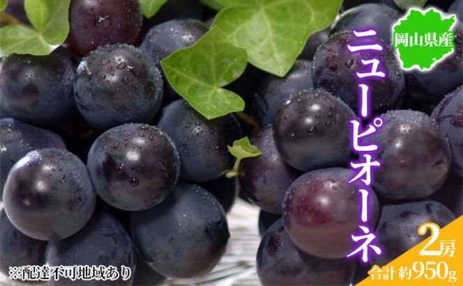 ぶどう 2026年先行予約 ニューピオーネ 2房 約950g 岡山県産 お届け 9月上旬～10月中旬