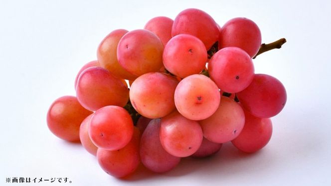 【 訳あり 】 クインニーナ 3kg 【2026年9月発送開始】(茨城県共通返礼品：大子町) ぶどう 葡萄 ブドウ 果物 フルーツ 果実 ワケあり ご自宅用 ご家庭用 自分用