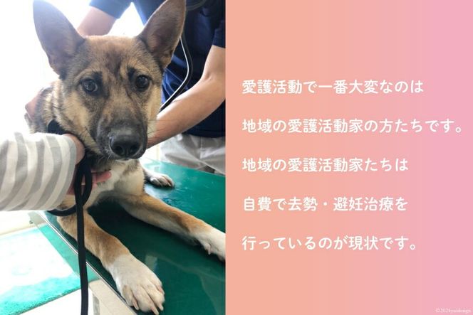 愛護支援 去勢 避妊治療支援 100万円分 [Animal Care Salvation 福岡県 筑紫野市 21761398] 動物 ペット 愛護 TNR 保護 動物福祉 保護施設 里親 犬 猫 イヌ ネコ いぬ ねこ 動物愛護 保護活動 支援