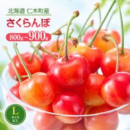2027年発送 北海道 仁木町産 さくらんぼ (Lサイズ以上) 800g～900g 佐藤錦 又は 紅秀峰 サクランボ チェリー フルーツ 果物 [くだものの笠井園]