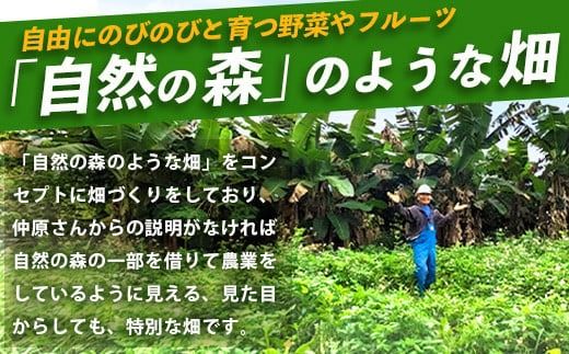 ＜1回1組限定プライベート体験ツアー！＞農薬を使わない、仲原さんの「森のような畑」【 沖縄 石垣島 畑 果樹園 見学 体験 ツアー 食育 野菜 果物 沖縄のいいもの石垣島 】OI-21-1