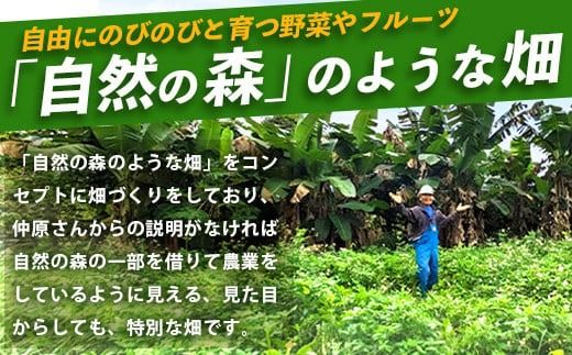 10月〜3月は1番人気の文旦も食べ放題＆お土産付！＜1回1組限定プライベート体験ツアー！＞農薬を使わない、仲原さんの「森のような畑」【 沖縄 石垣島 畑 果樹園 見学 体験 ツアー 食育 野菜 果物 沖縄のいいもの石垣島 】OI-21-1