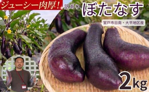 訳あり品 【 伝統野菜 ぼたなす 訳あり 2㎏ 】 なす ナス ボタナス 焼きナス ナスレシピ 野菜 とろける食感 クリーミー 人気 お取り寄せ 詰合せ 野菜セット 甘い 産地直送 新鮮 野菜 希少 吉良川町 日南 大平 集落活動センター ひなたぼっこ 高知県 室戸市