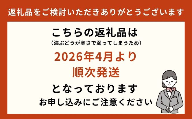 【お手軽沖縄海藻セット】海ぶどう（200g）＆もずく（500g）【2026年4月より順次発送】