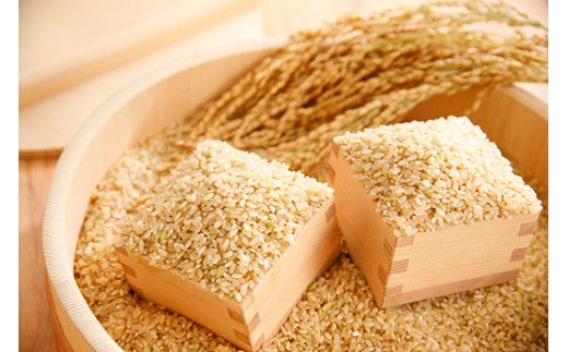 【新米】令和8年産　にじのきらめき玄米10kg（5kg×2袋）「大粒で食べ応えあり」【C064W1】（滋賀県　近江八幡市）
