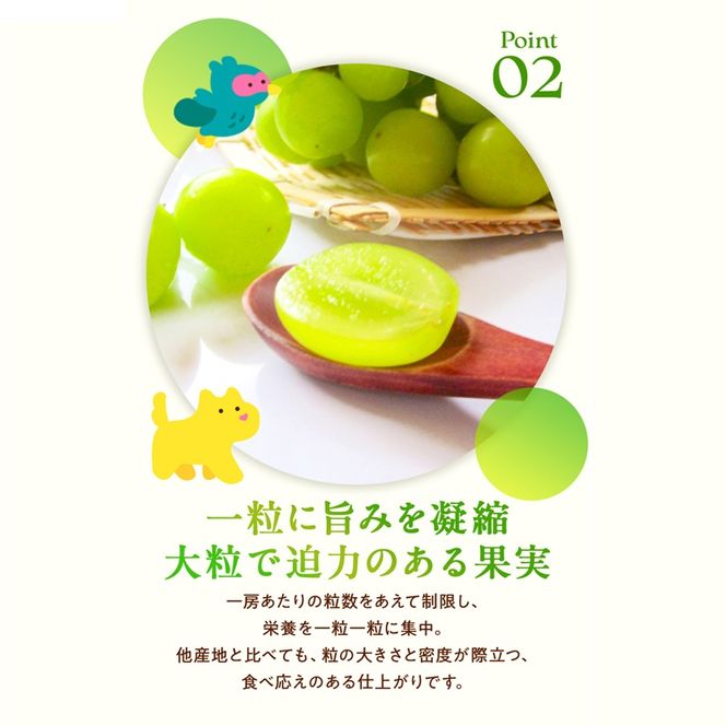 訳あり シャインマスカット 晴王 2～3房 合計1.5kg以上 ぶどう 葡萄 シャイン マスカット 岡山 岡山県産 桃太郎御一行 2026年 先行予約