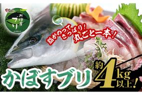 【水揚げ次第お届け】米水津産かぼすブリ(約4kg以上)まるごと一本 期間限定 ブリ 鮮魚 刺身 刺し身 さしみ 鰤 ぶり 煮付け 大分県 佐伯市【EW065】【Up】