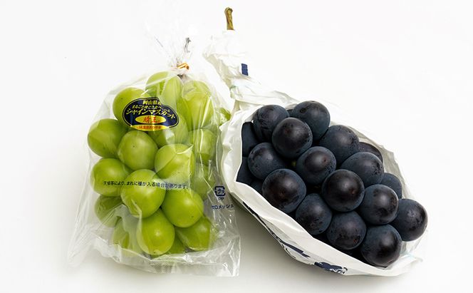 ぶどう 2026年 先行予約 果物 詰合せ ニュー ピオーネ 1房（1房470g以上）シャイン マスカット 晴王 1房（1房470g以上） 化粧箱入り 岡山県産 国産 フルーツ ギフト  果物類 