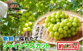【先行予約】 農家直送！ 新鮮 採れたて シャインマスカット 約1.5kg 令和7年出荷分 フルーツ 果物 贈答 大分県産_2537R