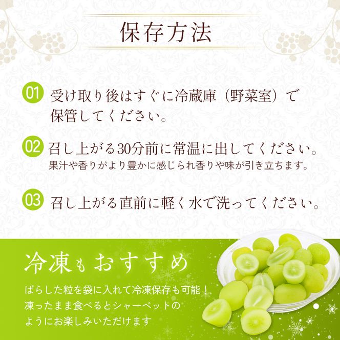 シャインマスカット 約2kg以上（3房）朝採れ ぶどう セット 詰め合わせ 産地直送 フルーツ 食べごたえ満点 兵庫県 加西市
