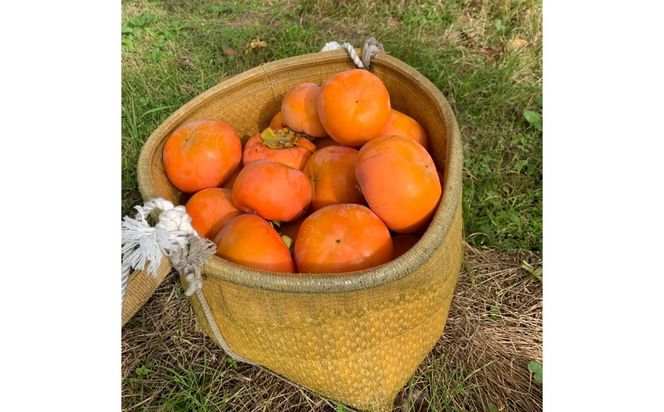 富有柿 訳あり 10kg | 柿 富有柿 かき カキ フルーツ 果物 スイーツ おやつ 訳あり 訳アリ わけあり 規格外 家庭用 家用 不揃い ふぞろい 産地直送 岐阜 瑞穂市 送料無料 ※2026年11月～発送