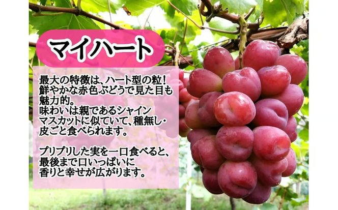 ※2026年の予約です！※【産地直送】フルーツ王国岡山シャインマスカットの娘マイハート入り！ぶどう１.２kg詰め合わせ / 岡山 真庭 マイハート 瀬戸ジャイアンツ サニードルチェ マスカット 食べ比べ 葡萄 ブドウ ぶどう 贈答 新鮮 果物 フルーツ 人気 数量限定 ギフト ぶどう専門 林ファミリー (2026年9月下旬～発送予定) 【hfbd003-01】