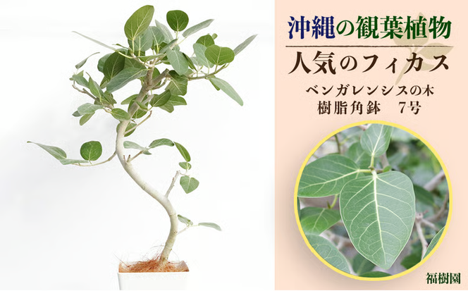 沖縄の観葉植物 人気のフィカス ベンガレンシス7号　角鉢