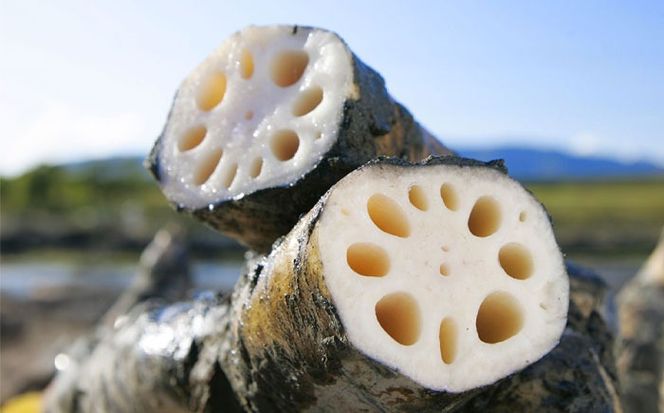 蓮根(レンコン)掘り体験 ペアチケット 【清水食品株式会社】 れんこん 食育 体験 産地直送 愛西市 /  清水食品株式会社[AEAJ004]