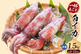 【白イカ 約1.5kg（5-13杯程度入）冷凍】 国産 獲れたまま バラ凍結 鮮度抜群 いか イカ 白いか 白イカ 大人気 おすすめ 返礼品 ふるさと納税 香美町 香住 山米鮮魚 74-06