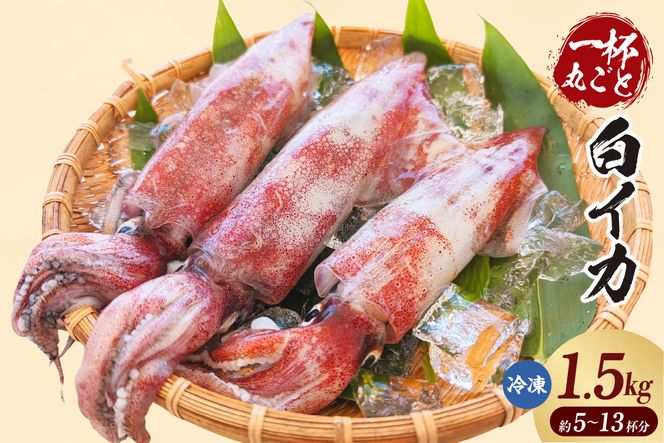 【白イカ 約1.5kg（5-13杯程度入）冷凍】 国産 獲れたまま バラ凍結 鮮度抜群 いか イカ 白いか 白イカ 大人気 おすすめ 返礼品 ふるさと納税 香美町 香住 山米鮮魚 74-06