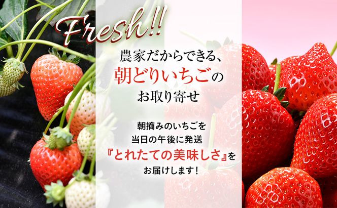 【先行予約】いちご とちあいか つる付き 大粒プレミアム 2パック ※2027年2月～発送