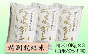 【令和7年産】特別栽培米 30kg【白米、7分ツキ】（ミルキークイーン）