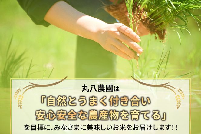 【予約】令和8年度産 静岡産 にこまる 玄米 定期便 10kg×3カ月 米 コメ にこまる 袋井市 静岡県