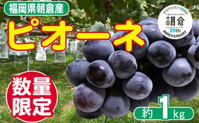 【朝倉市制施行20周年記念企画】 ２０２６年先行予約　葡萄 ピオーネ 1～3房 約1kg 数量限定 ゆう美果樹園 ※配送不可：離島