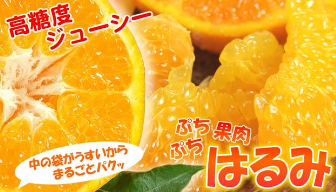 はるみ 約4kg / サイズおまかせ　※2027年1月下旬～2027年3月中旬頃に順次発送予定(お届け日指定不可)　紀伊国屋文左衛門本舗　【sgtb460B】