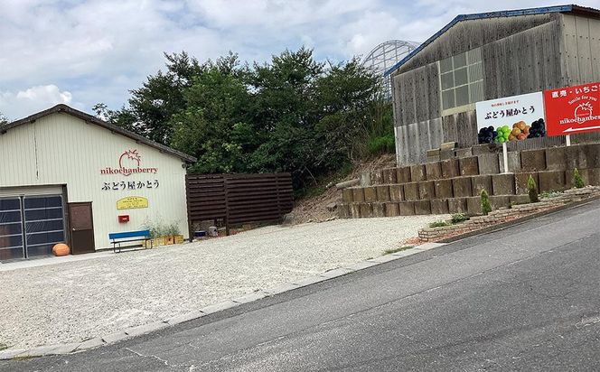 先行予約・数量限定！ 採れたて完熟いちご【かおり野・よつぼし・ベリーポップすず・恋みのり】 9粒～20粒×2箱 232238_CK01-PR