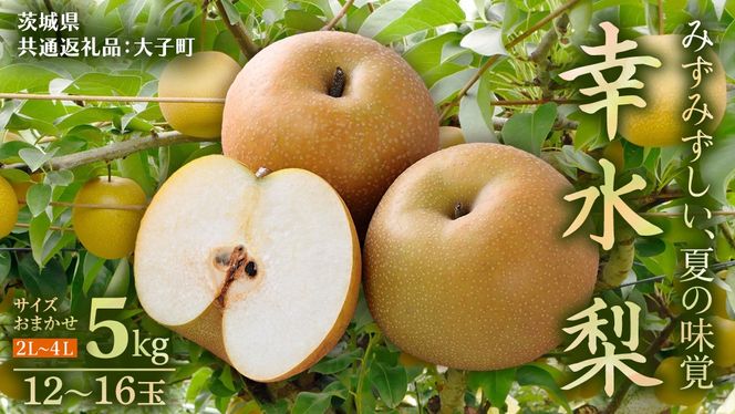 茨城県産 梨 幸水 サイズ おまかせ （2L～ 4L ） 5kg（ 12～16玉 ）【2026年8月中旬発送開始】 (茨城県共通返礼品：大子町) 梨 なし ナシ 果物 くだもの 季節 フルーツ デザート 旬果