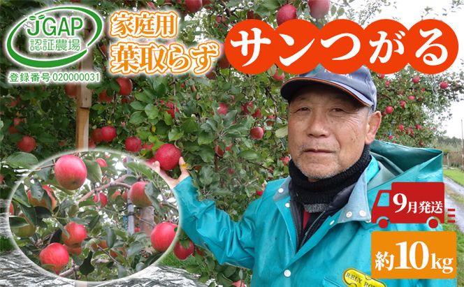 9月発送 家庭用葉 取らず サンつがる 約10kg【訳あり】【鶴翔りんごGAP部会 青森県産 津軽産 リンゴ 林檎】 果物類りんご 完熟 丸かじり 甘い 